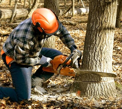 Tree Removal in Asher, OK